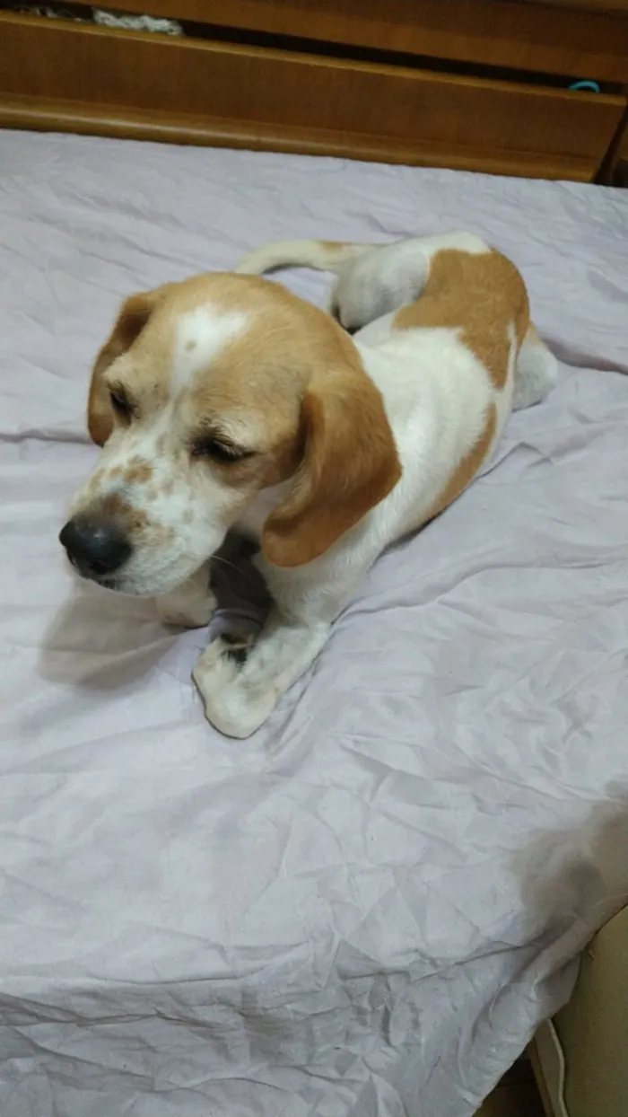 Cachorro ra a Beagle idade 7 a 11 meses nome Ayla