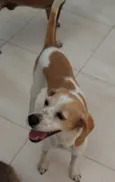 Ayla