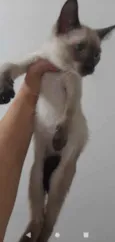 Gatinhos filhotes