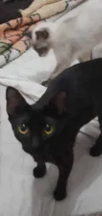 Gatinhos filhotes