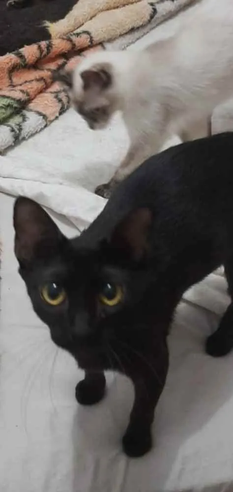 Gato ra a Srd idade Abaixo de 2 meses nome Gatinhos filhotes