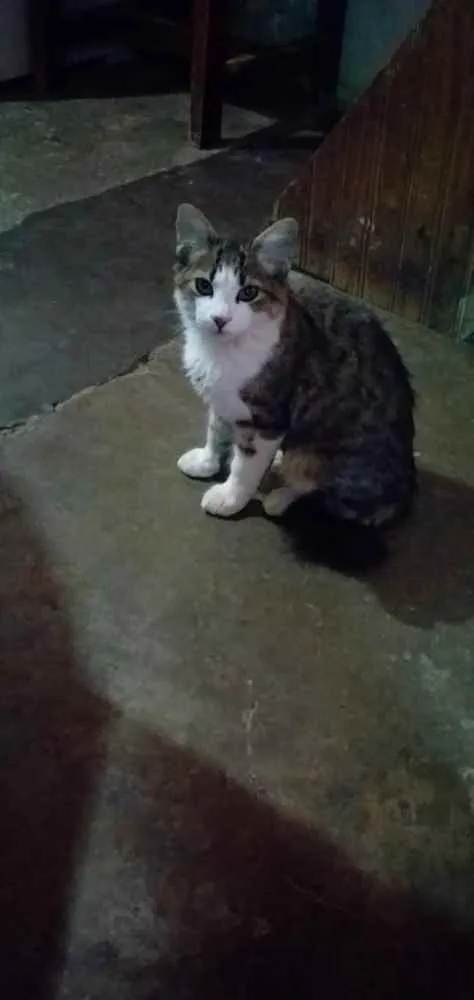 Gato ra a Srd idade Abaixo de 2 meses nome Gatinhos filhotes