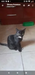 Gatinhos filhotes