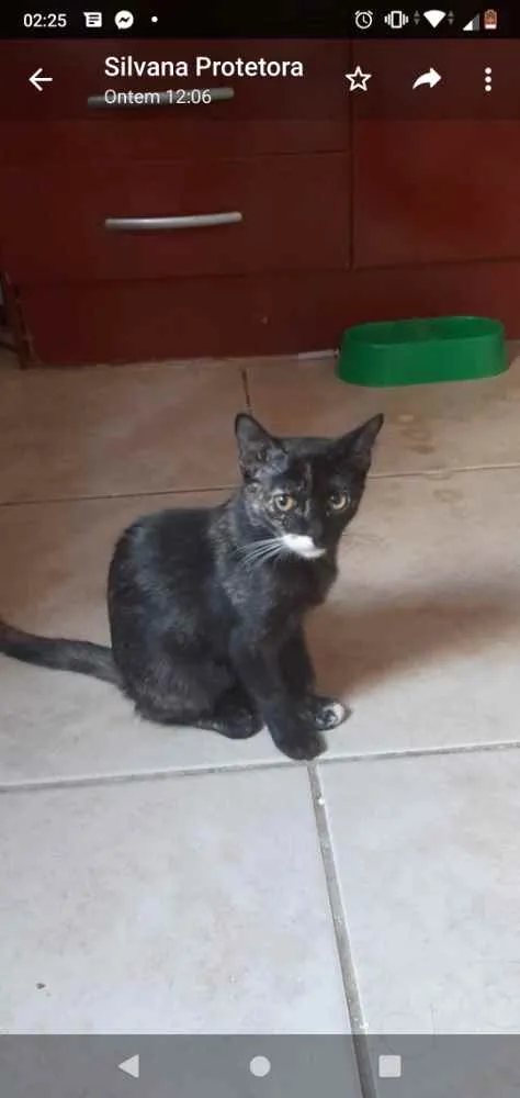 Gato ra a Srd idade Abaixo de 2 meses nome Gatinhos filhotes