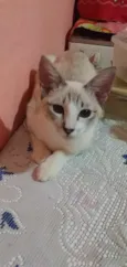 Gatinhos filhotes