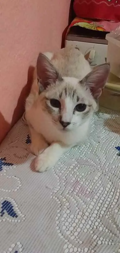 Gato ra a Srd idade Abaixo de 2 meses nome Gatinhos filhotes