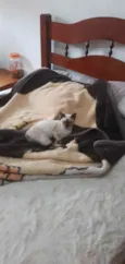 Gatinhos filhotes
