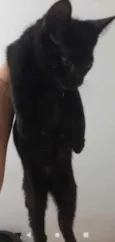 Gatinhos filhotes