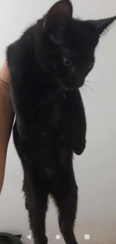 Gato ra a Srd idade Abaixo de 2 meses nome Gatinhos filhotes
