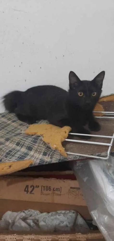 Gato ra a Srd idade Abaixo de 2 meses nome Gatinhos filhotes