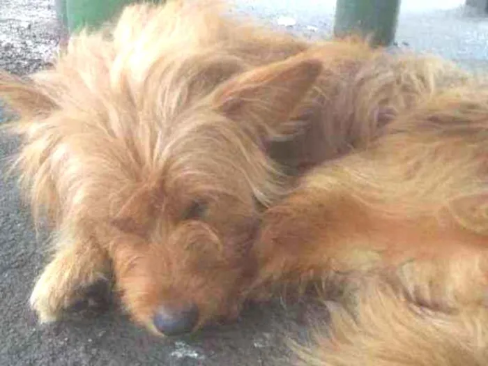 Cachorro ra a SRD idade 1 ano nome Hunk