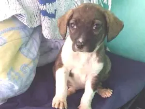 Cachorro raça Srd idade 2 a 6 meses nome Lindos cãezinhos fil