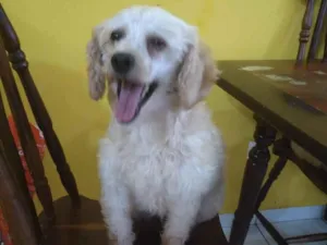 Cachorro raça Poodle idade 5 anos nome Sky