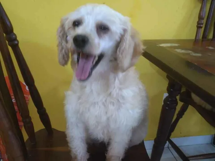 Cachorro ra a Poodle idade 5 anos nome Sky