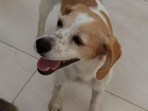 Cachorro raça Beagle idade 7 a 11 meses nome Ayla