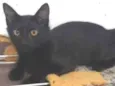 Gatinhos filhotes