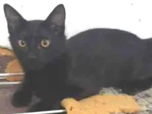 Gato raça Srd idade Abaixo de 2 meses nome Gatinhos filhotes