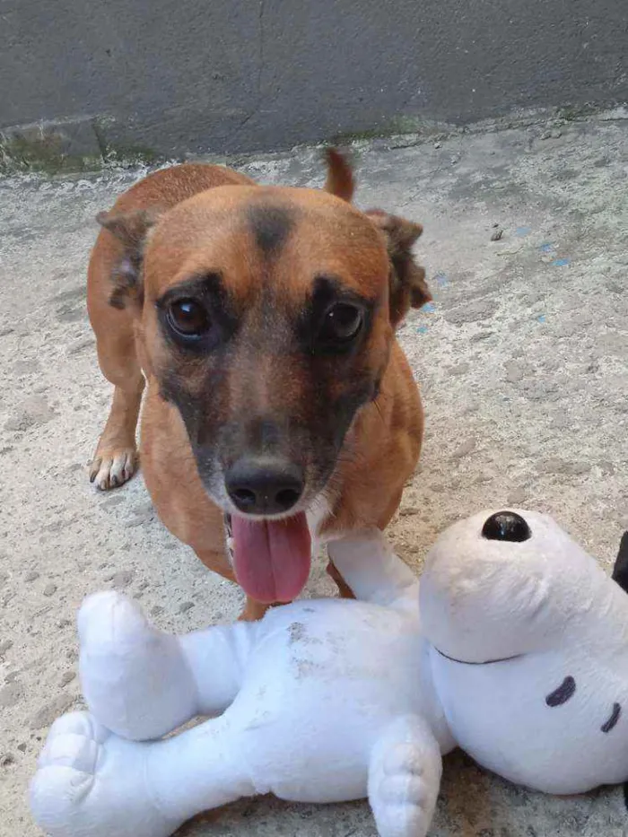 Cachorro ra a Salsicha com vira-lata  idade 2 anos nome Booby