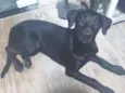 Maya