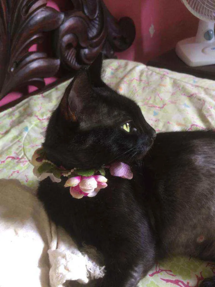 Gato raça Srd idade 7 a 11 meses nome Celina 