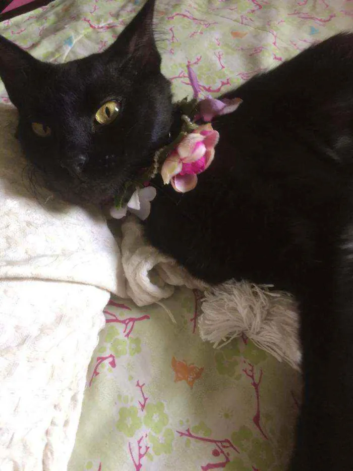 Gato raça Srd idade 7 a 11 meses nome Celina 