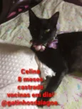 Celina 