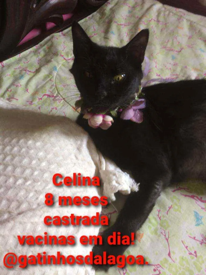 Gato raça Srd idade 7 a 11 meses nome Celina 