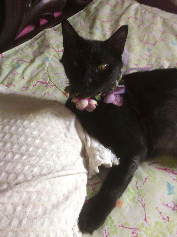 Gato raça Srd idade 7 a 11 meses nome Celina 
