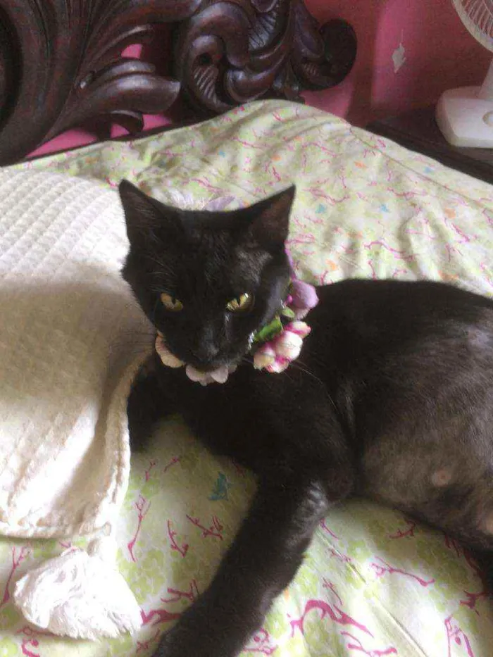 Gato raça Srd idade 7 a 11 meses nome Celina 