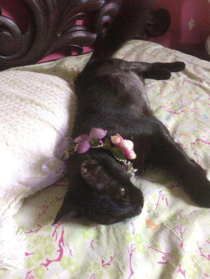 Gato raça Srd idade 7 a 11 meses nome Celina 