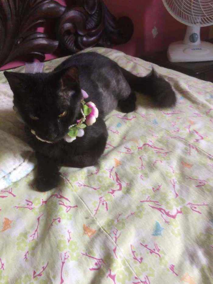 Gato raça Srd idade 7 a 11 meses nome Celina 