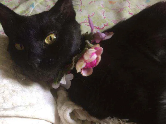 Gato raça Srd idade 7 a 11 meses nome Celina 