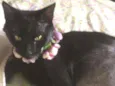 Celina 
