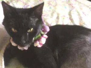Gato raça Srd idade 7 a 11 meses nome Celina 