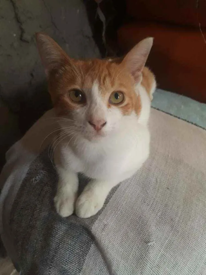 Gato ra a Misturada  idade 3 anos nome Sol