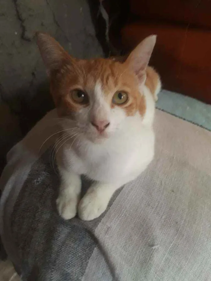 Gato ra a Misturada  idade 3 anos nome Sol