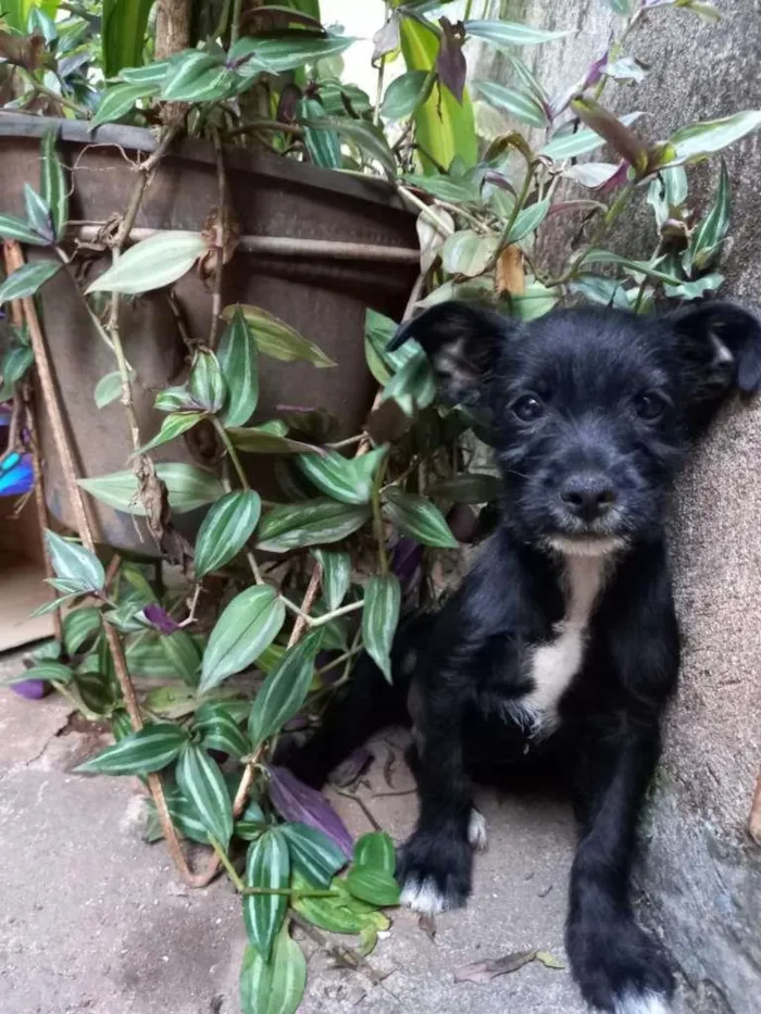 Cachorro ra a  idade  nome Jordan