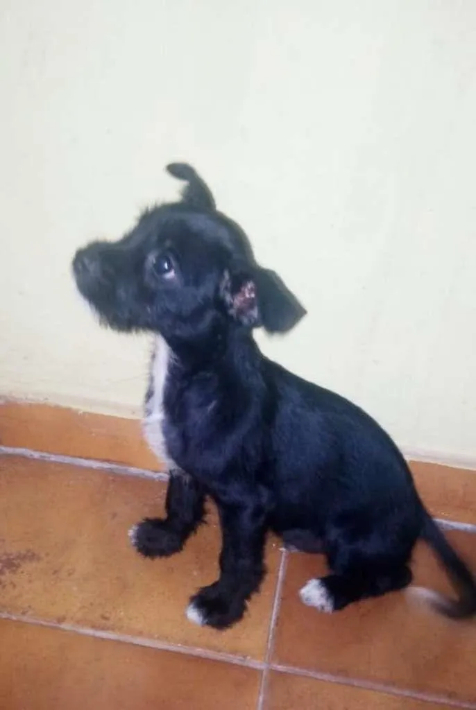 Cachorro ra a  idade  nome Jordan