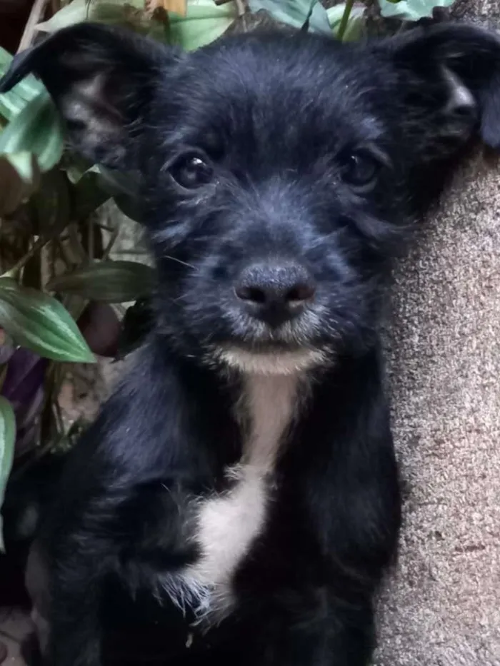 Cachorro ra a  idade  nome Jordan