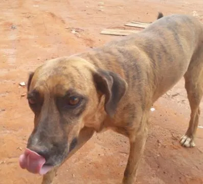 Cachorro ra a SRD-ViraLata idade 2 anos nome Mel 