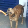 Mel