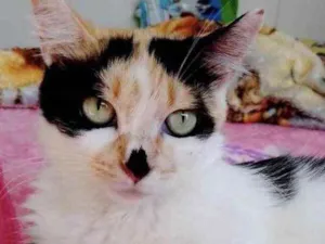 Gato raça Srd idade 1 ano nome Amanda linda 