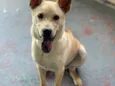 Apolo