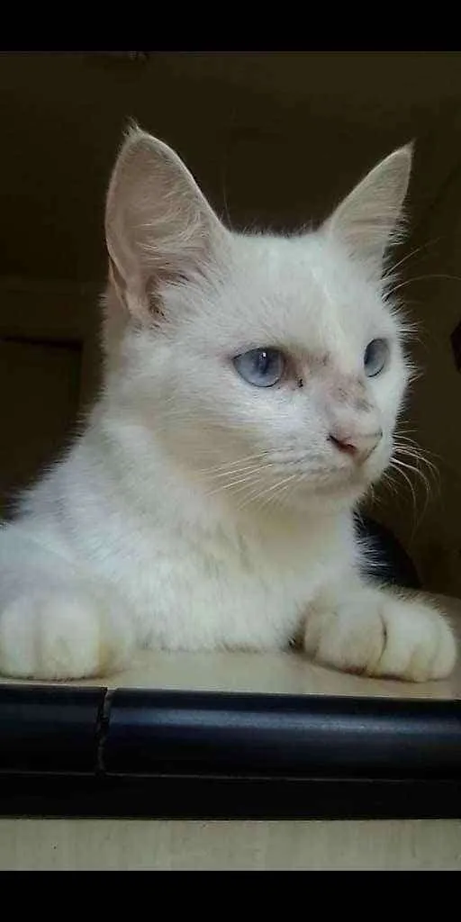 Gato ra a Sem raça definida idade 2 a 6 meses nome Maggie