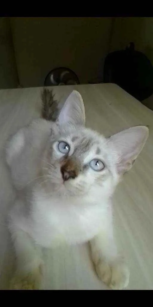 Gato ra a Sem raça definida idade 2 a 6 meses nome Simba