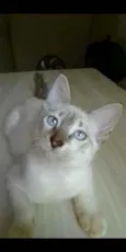 Simba