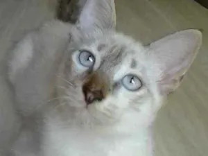 Gato raça Sem raça definida idade 2 a 6 meses nome Simba