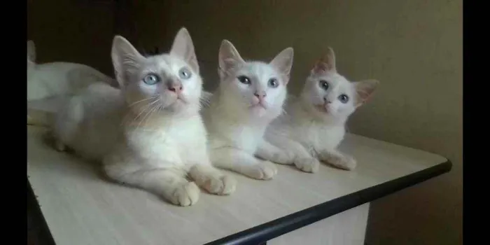 Gato ra a Sem raça definida idade 2 a 6 meses nome Filhotes 