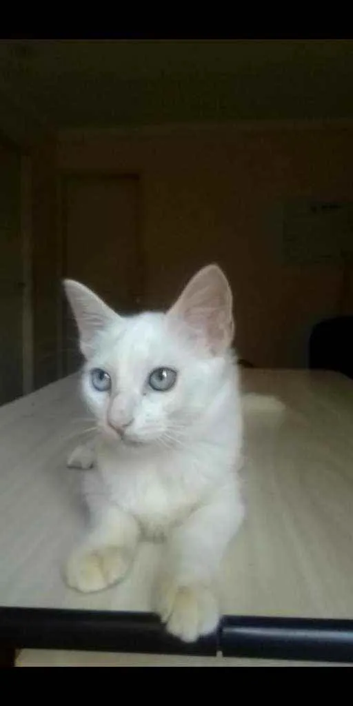 Gato ra a Sem raça definida idade 2 a 6 meses nome Filhotes 