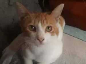 Gato raça Misturada  idade 3 anos nome Sol